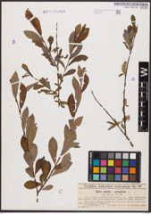 Foto von Salix aurita L. x Salix purpurea L.